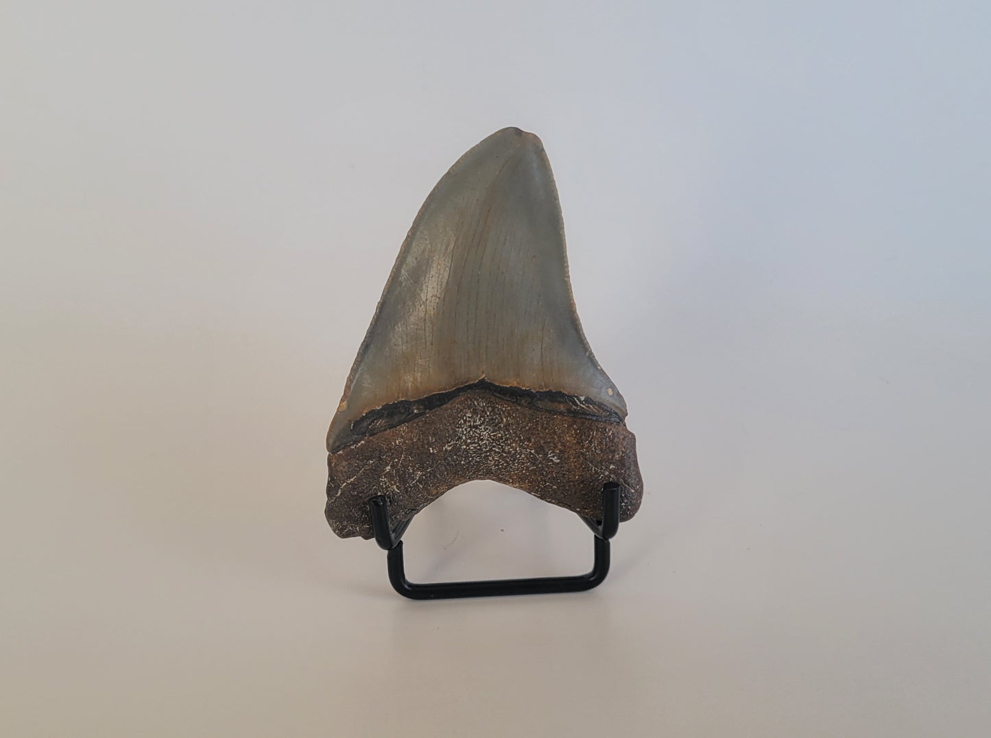 3.13" Megalodon Tooth