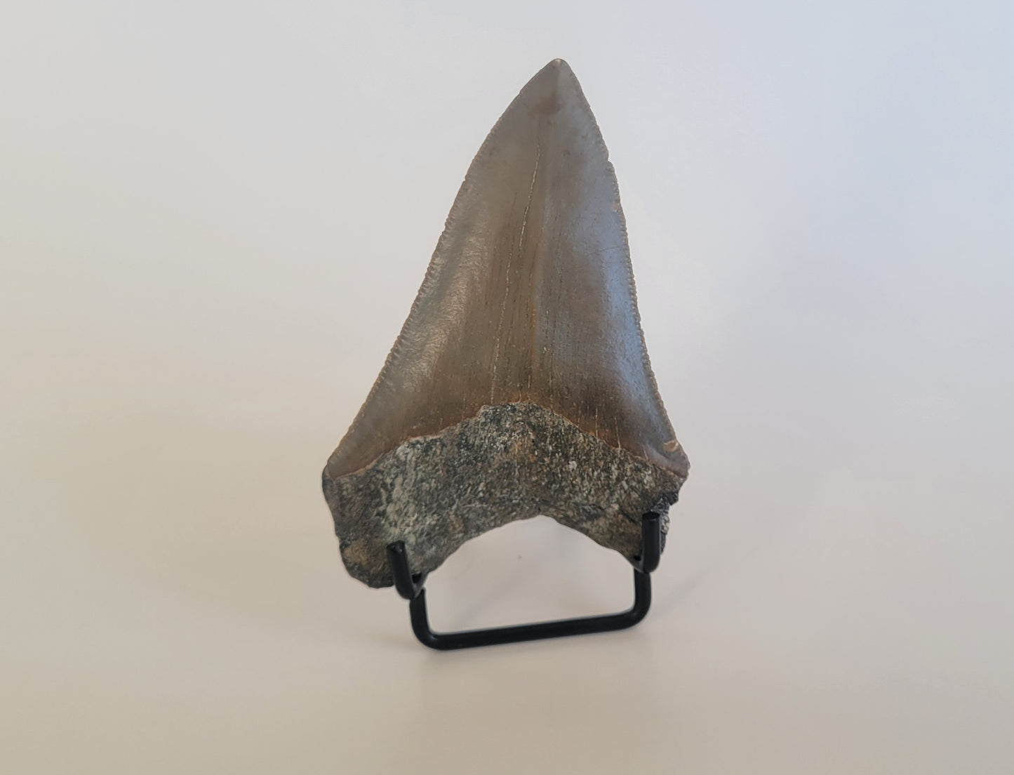 3.55" Megalodon Tooth