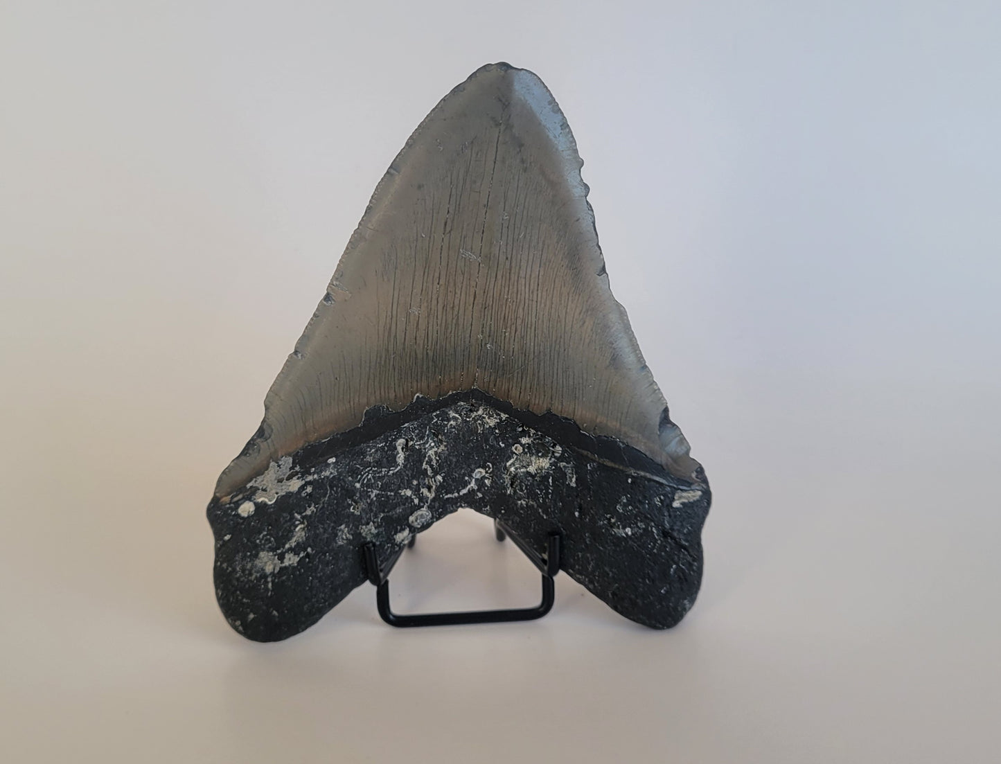 5.41" Megalodon Tooth