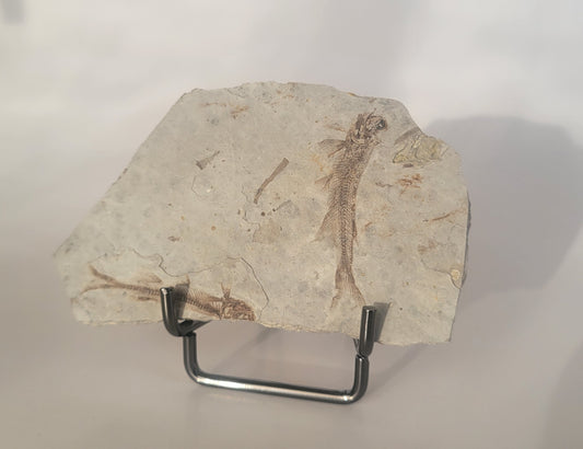2 Fossil Fish Lycoptera Davidi