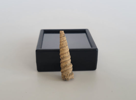 1.52" Turritella Fossil