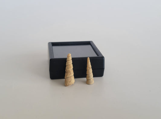 Pair Of Turritella Fossils