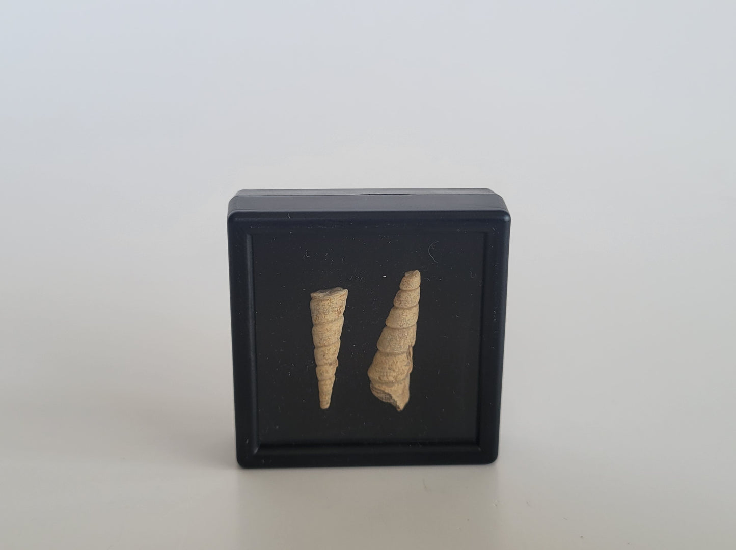 Pair Of Turritella Fossils