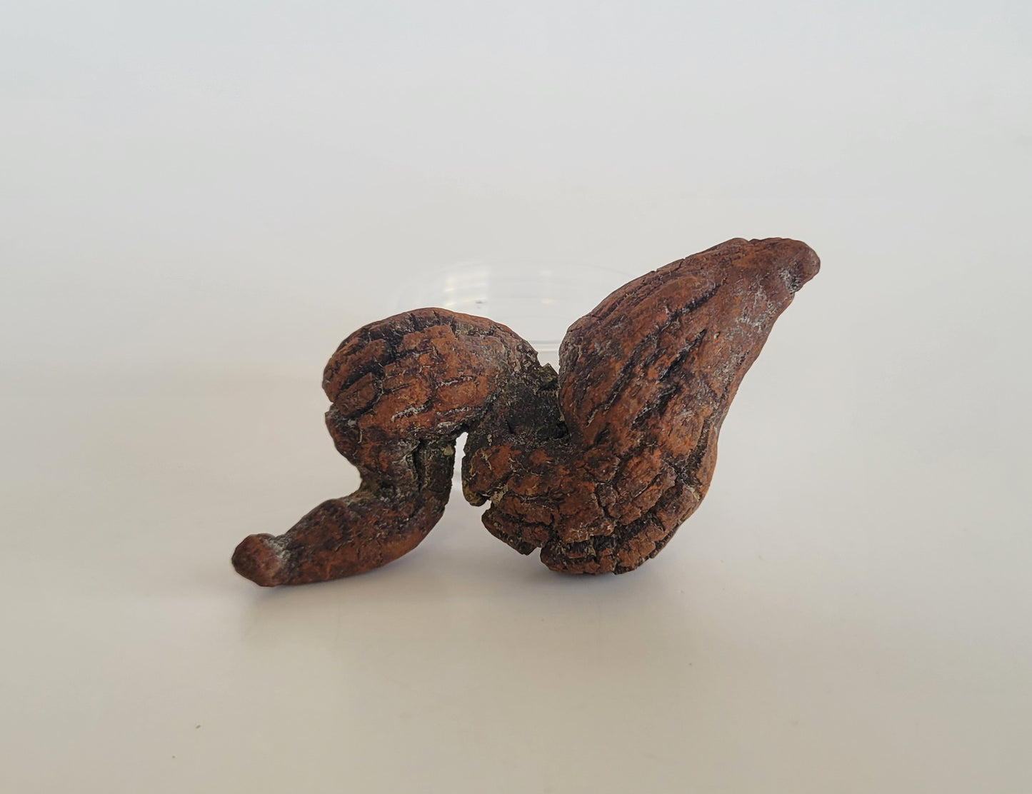 53g Coprolite (Madagascar)