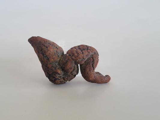 53g Coprolite (Madagascar)
