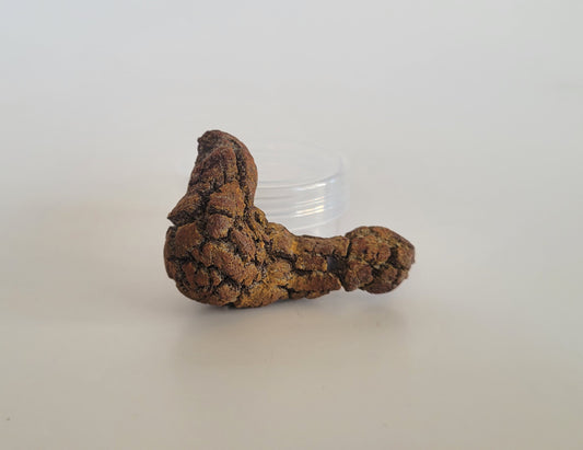 36g Coprolite (Madagascar)