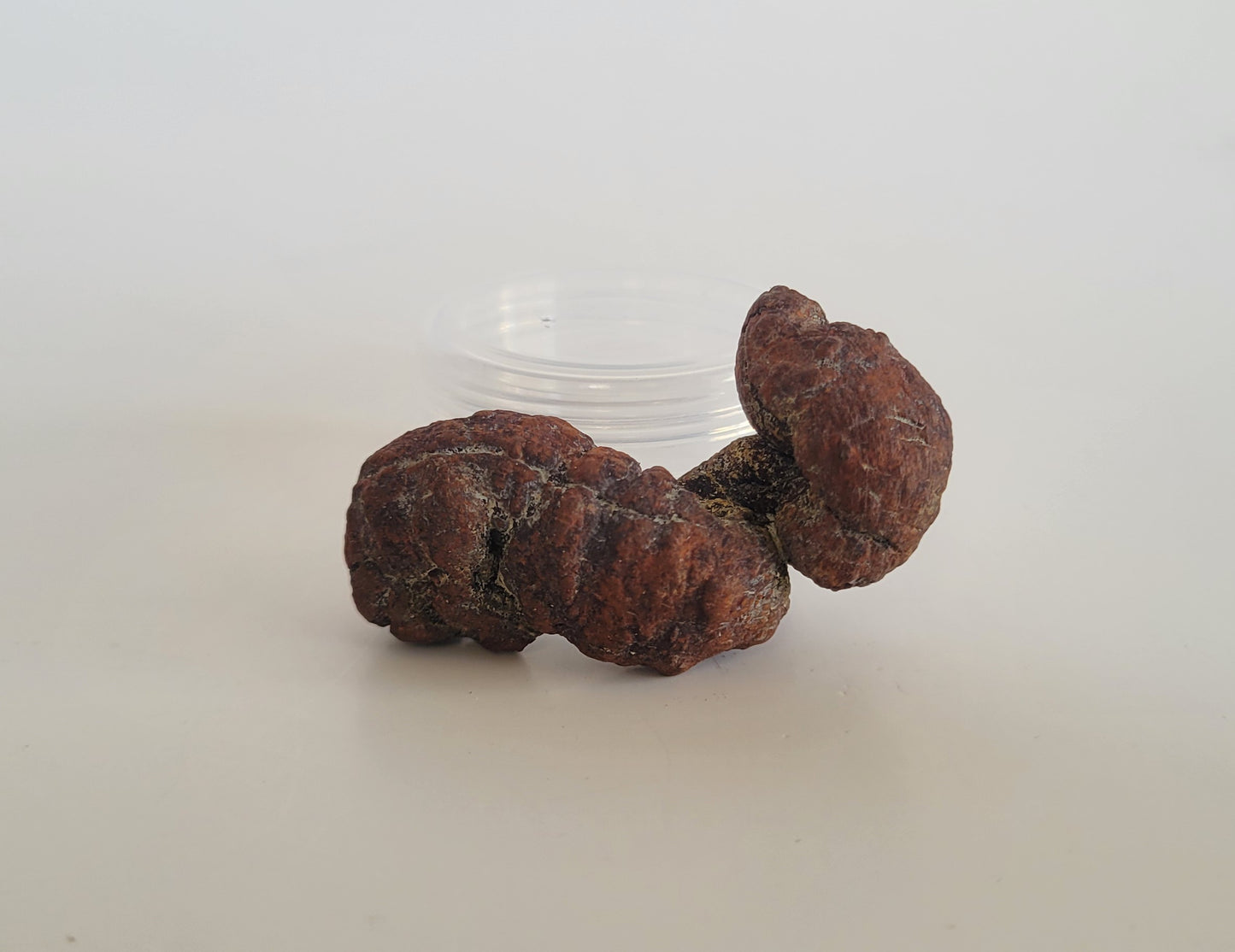 35g Coprolite (Madagascar)