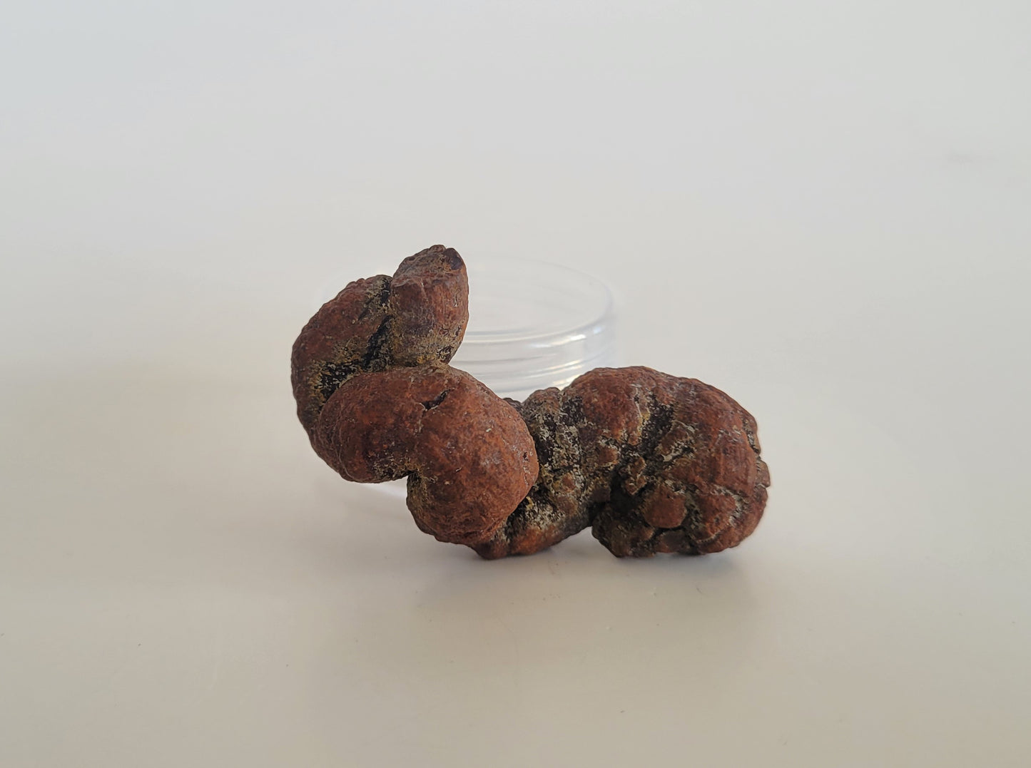 35g Coprolite (Madagascar)
