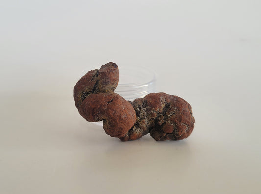 35g Coprolite (Madagascar)