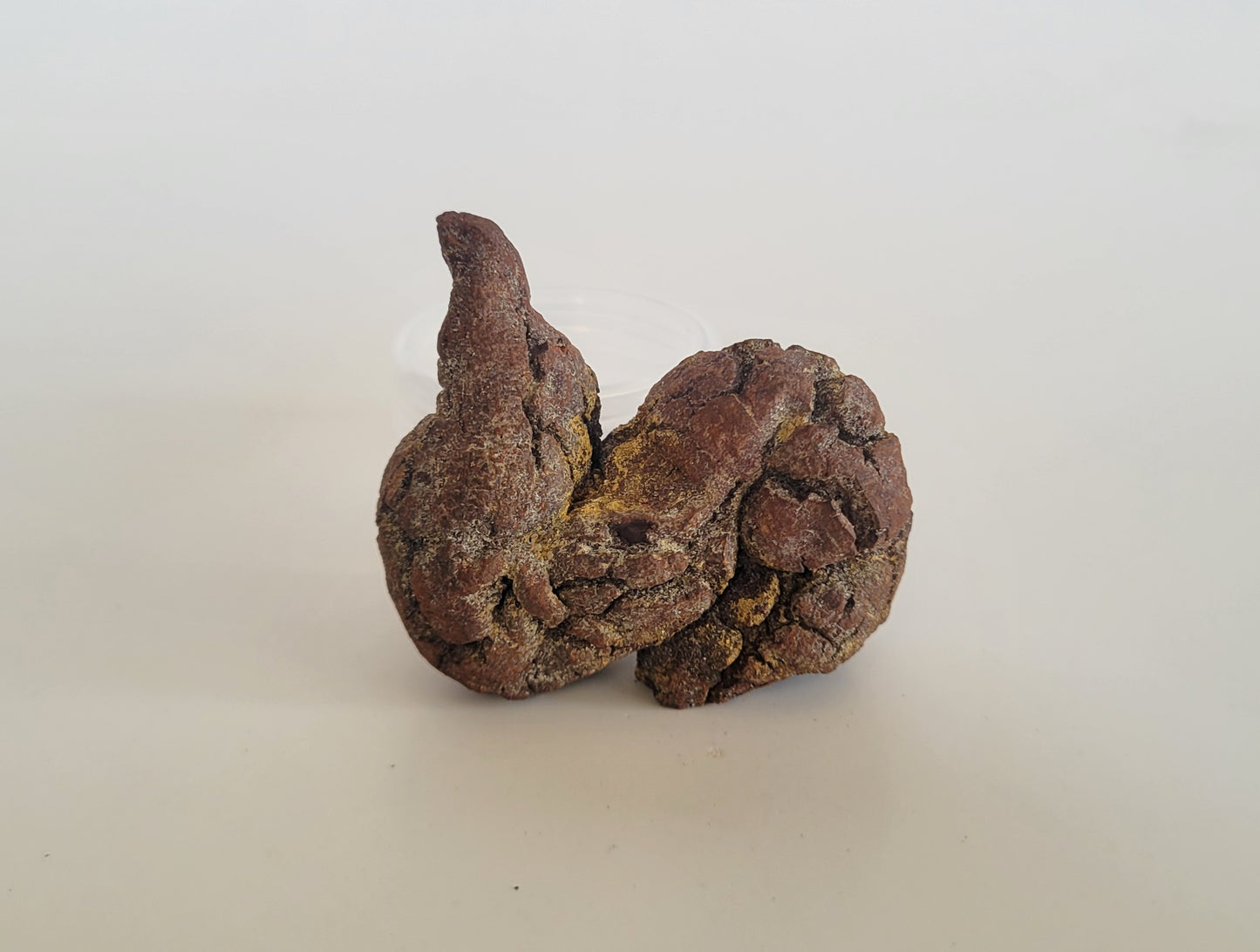 94g Coprolite (Madagascar)