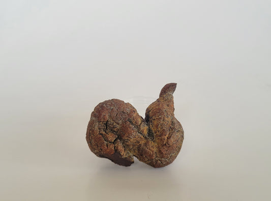 94g Coprolite (Madagascar)