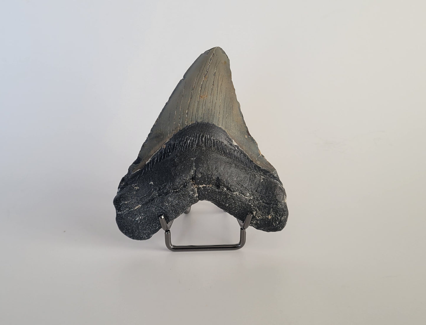 3.63" Megalodon Tooth