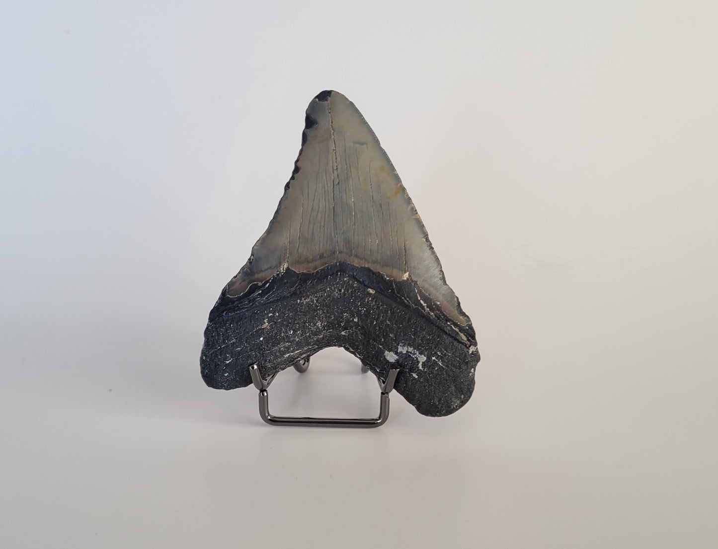 3.63" Megalodon Tooth