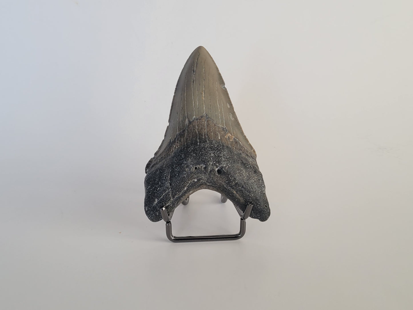 3.21" Megalodon Tooth