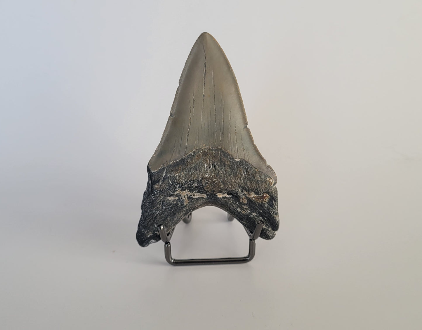 3.21" Megalodon Tooth