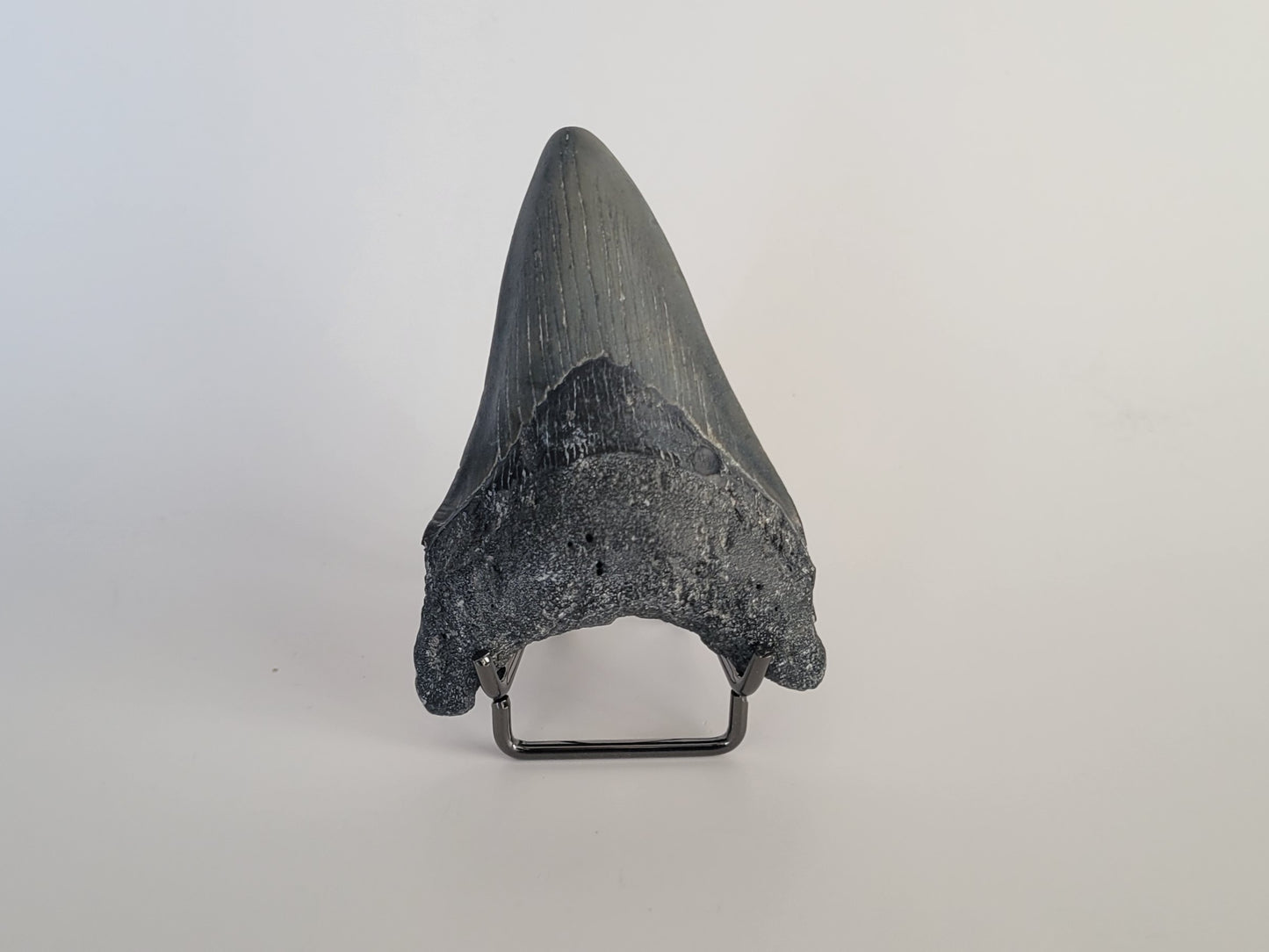 3.18" Megalodon Tooth