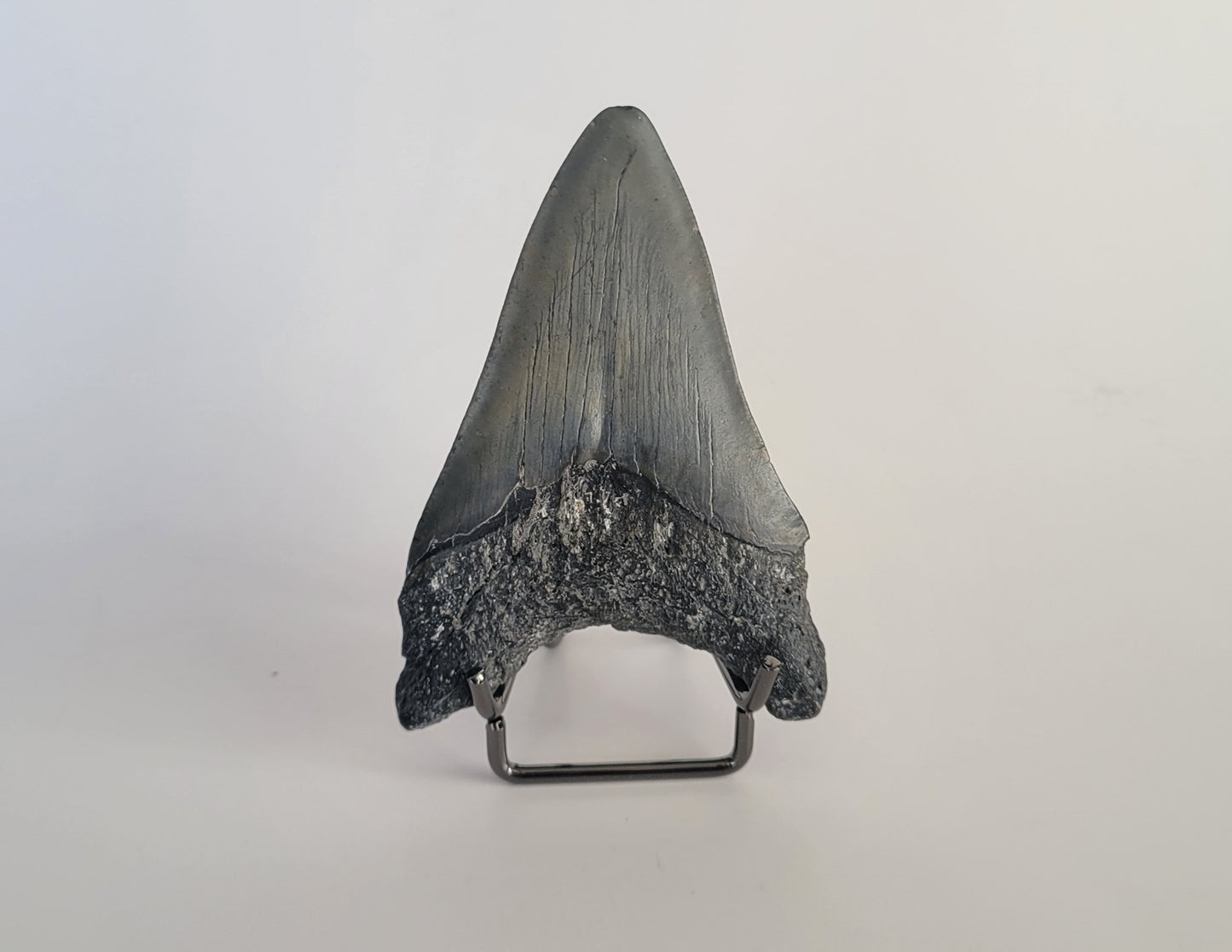 3.18" Megalodon Tooth
