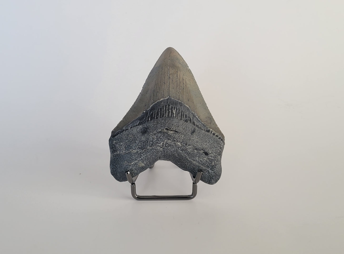 3.02" Megalodon Tooth