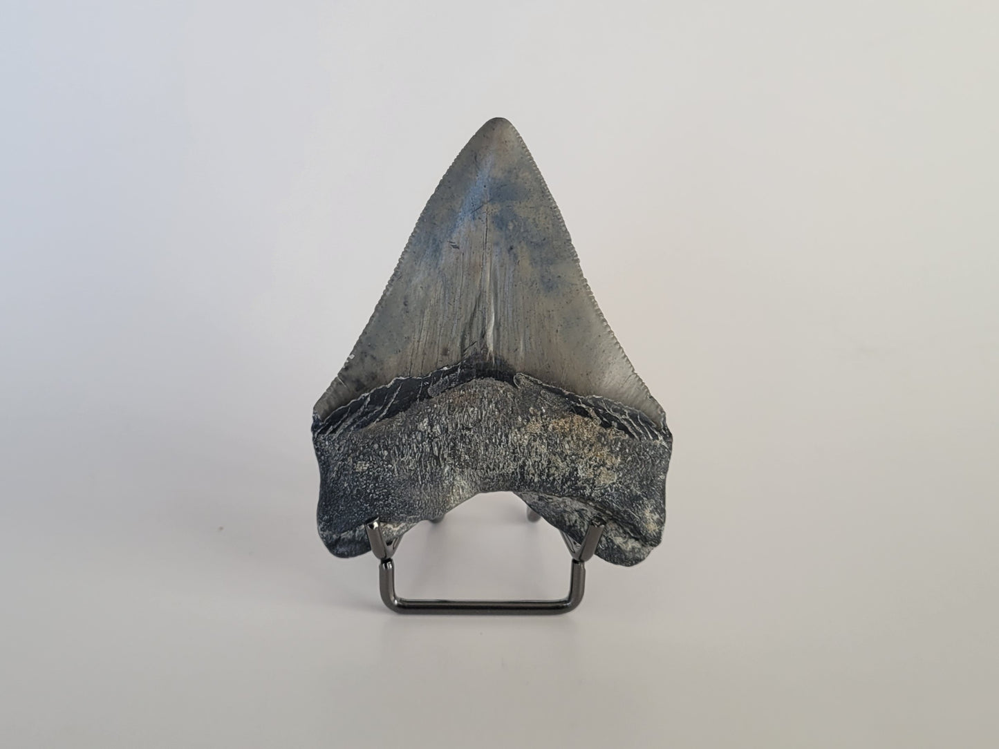 3.02" Megalodon Tooth