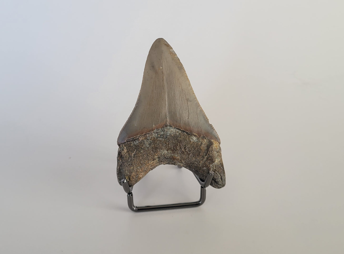 2.63" Megalodon Tooth