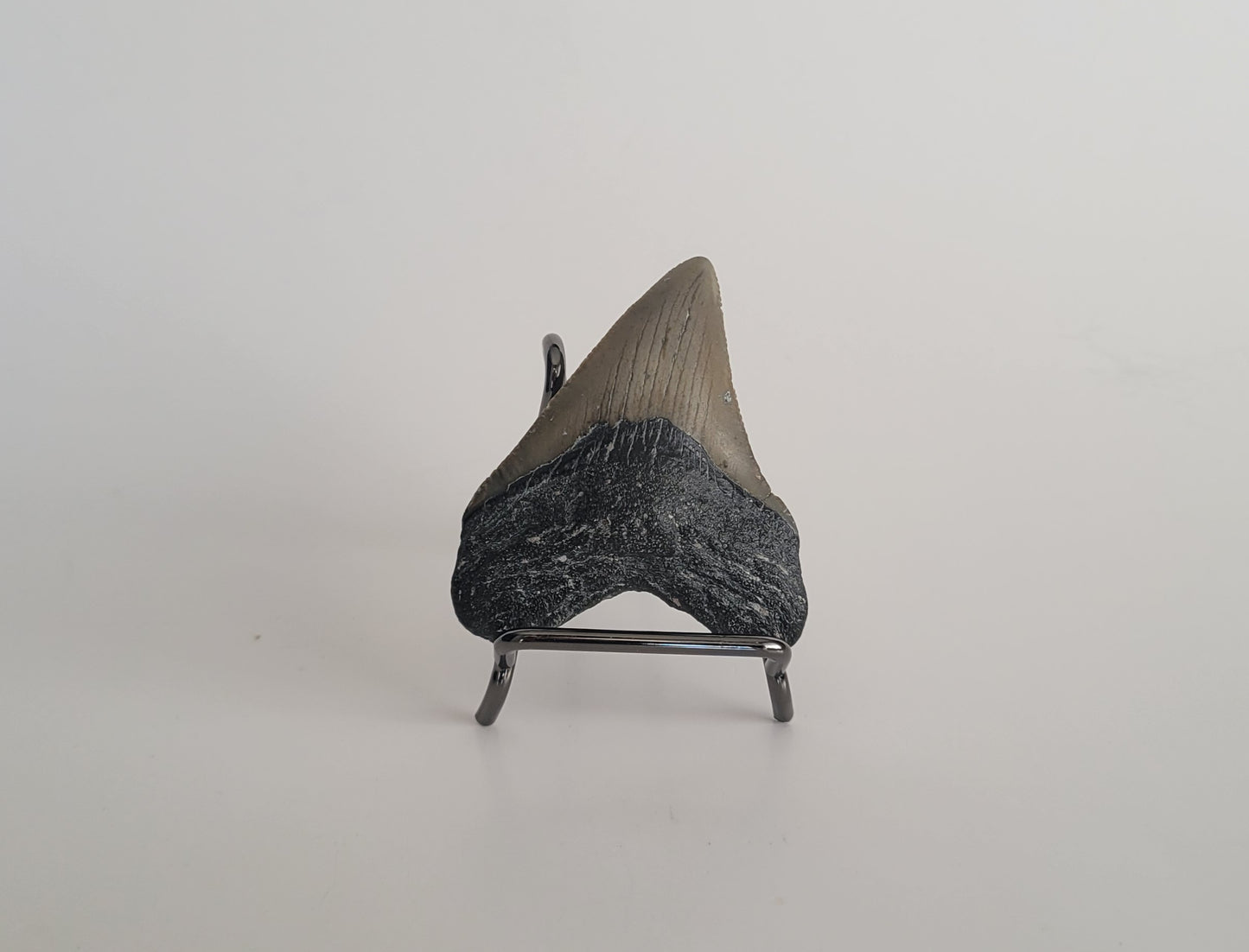 2.17" Megalodon Tooth