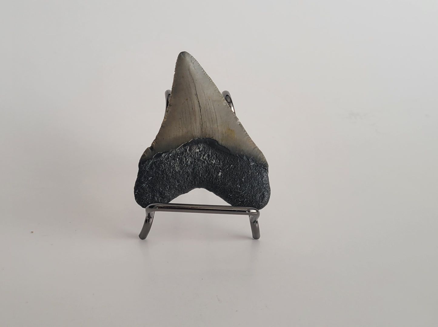 2.17" Megalodon Tooth