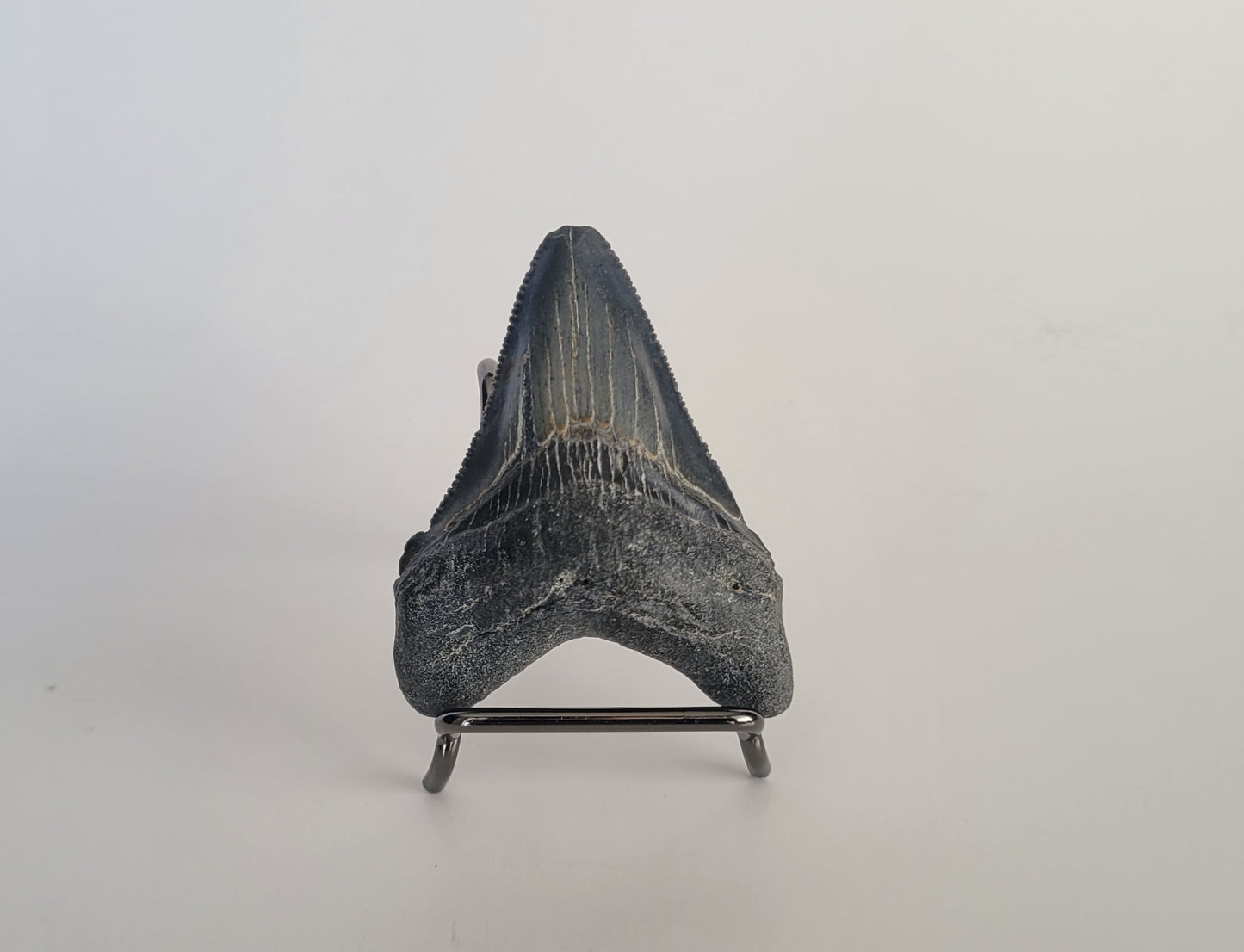 2.63" Megalodon Tooth