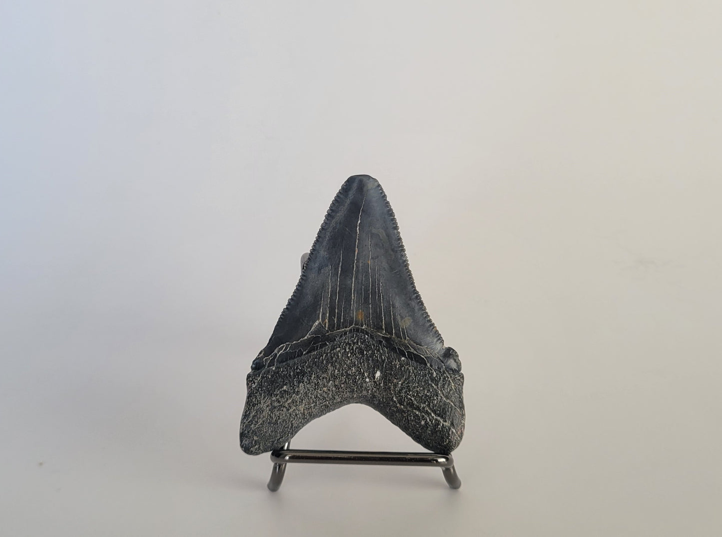 2.63" Megalodon Tooth