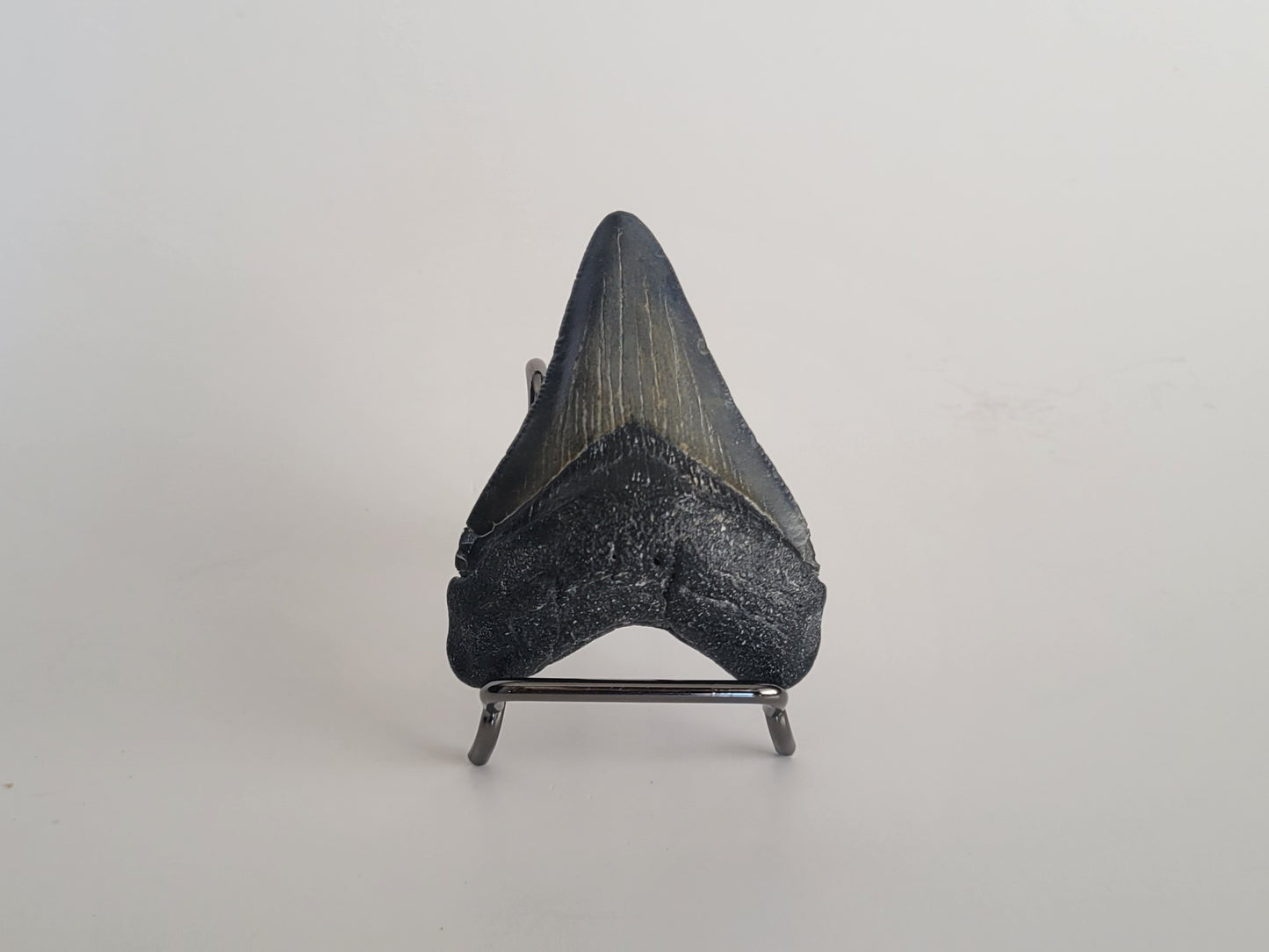 2.73" Megalodon Tooth