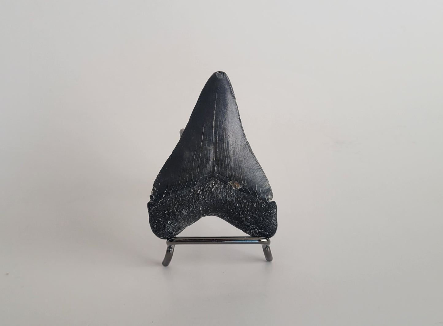 2.73" Megalodon Tooth