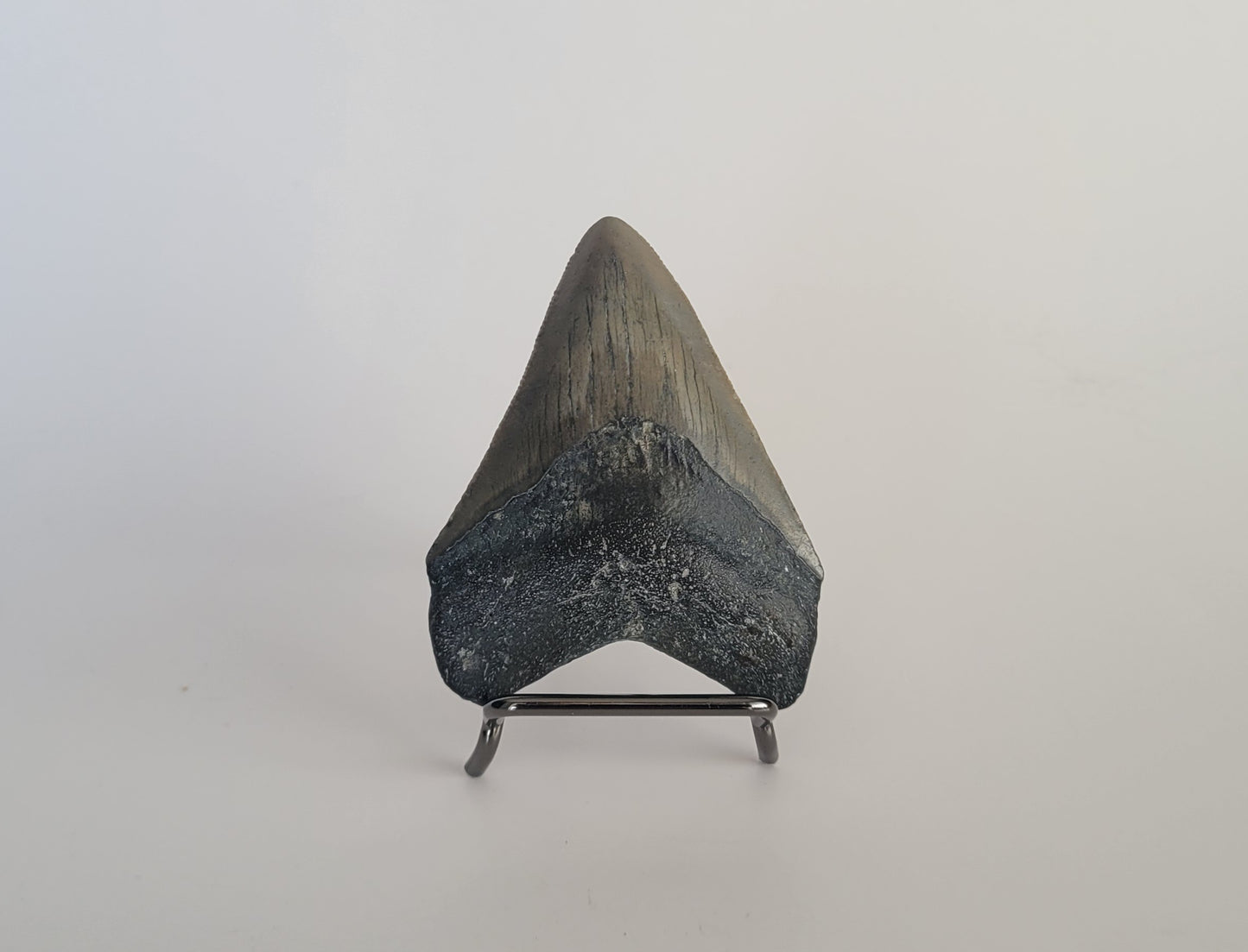 2.94" Megalodon Tooth