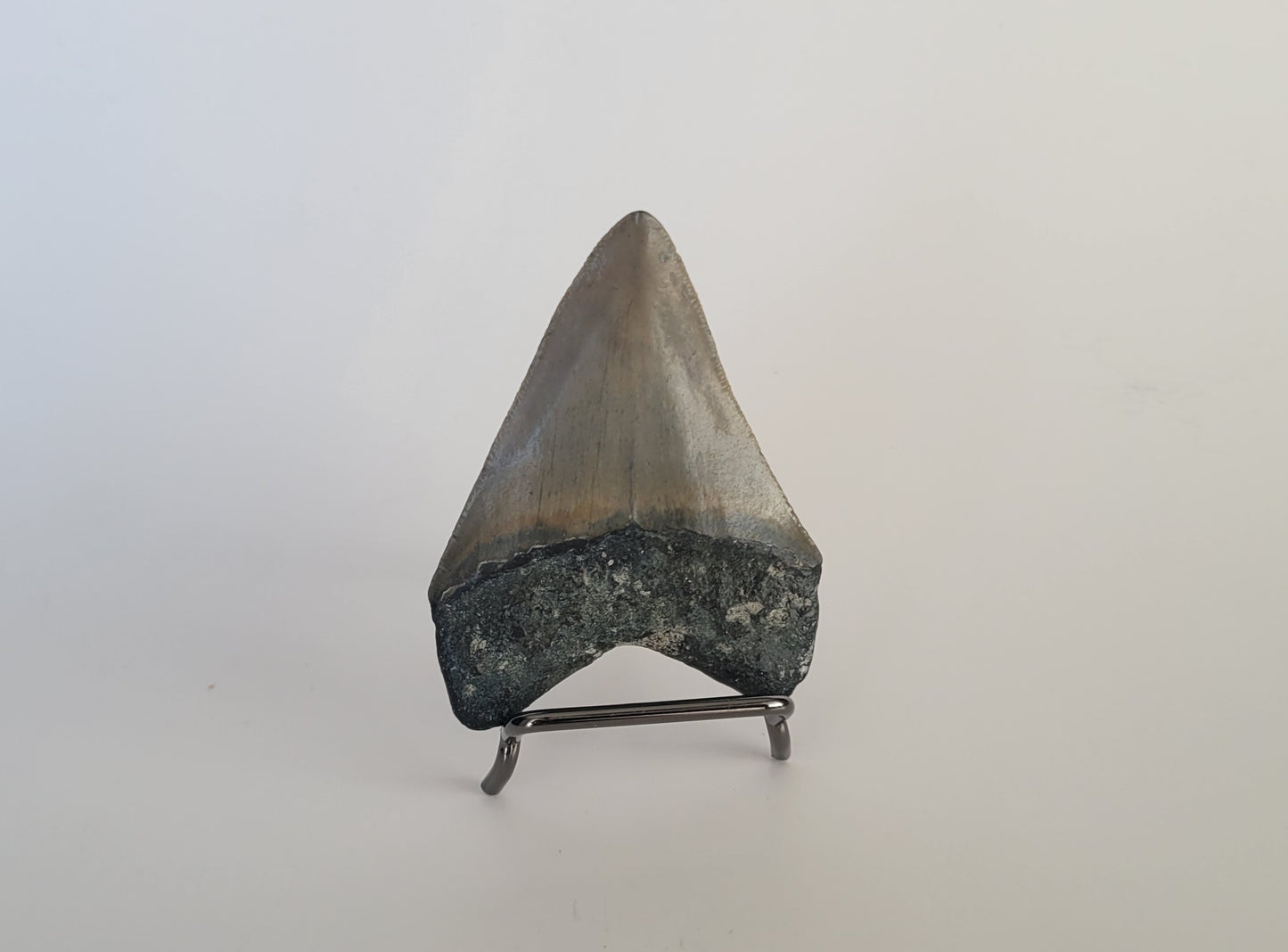 2.94" Megalodon Tooth
