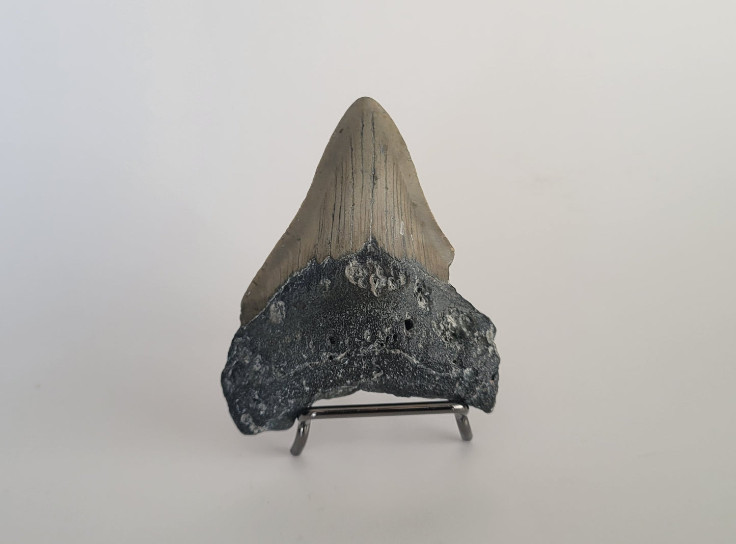 3.43" Megaolodon Tooth