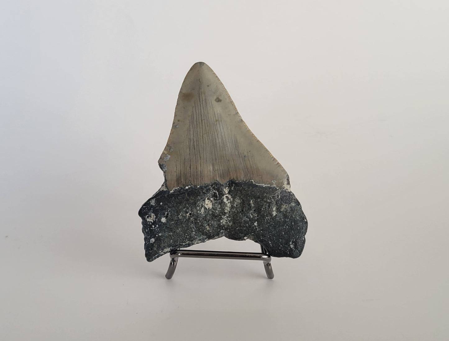 3.43" Megaolodon Tooth