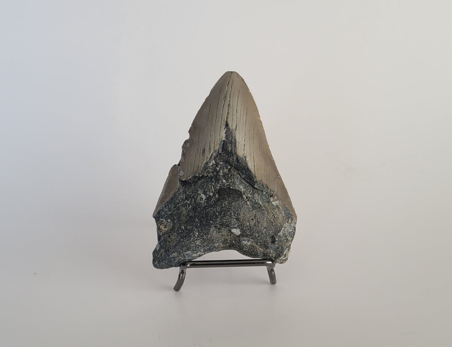 3.55" Megalodon Tooth