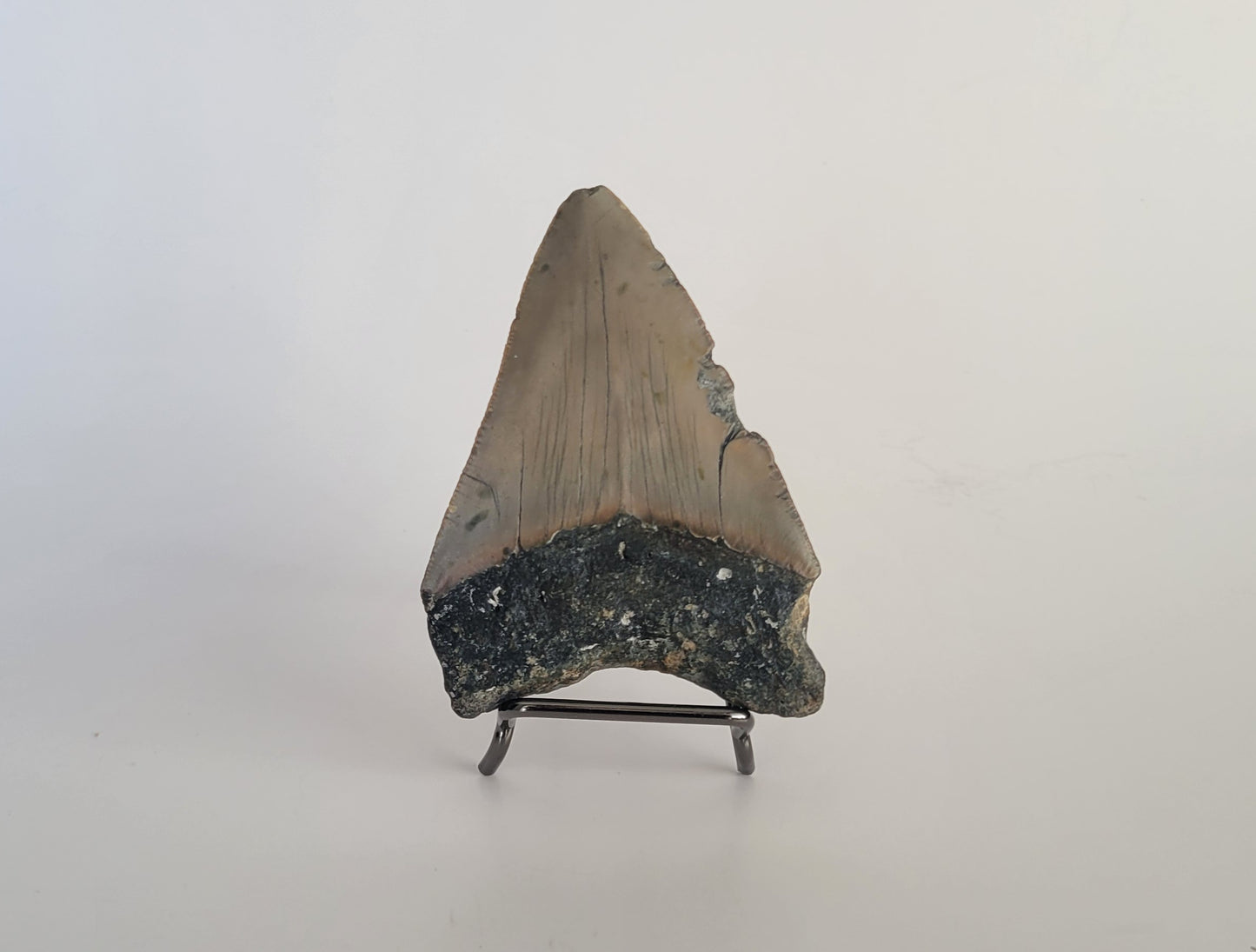 3.55" Megalodon Tooth