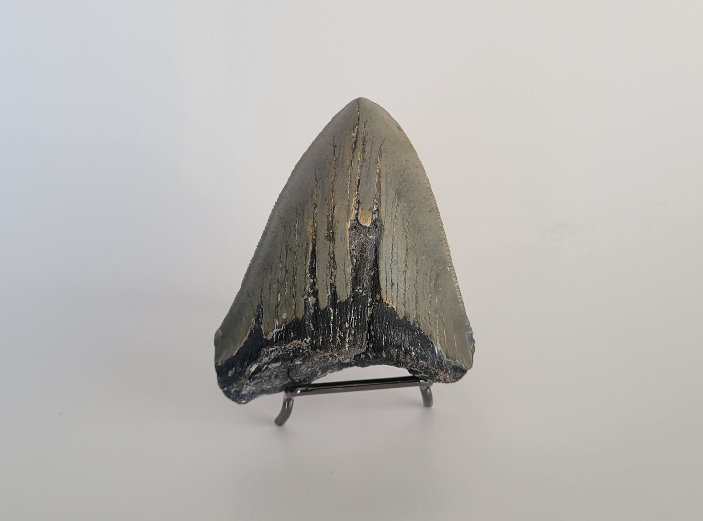 3.58" Megalodon Tooth Partial