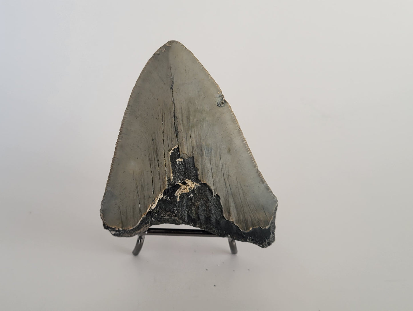 3.58" Megalodon Tooth Partial