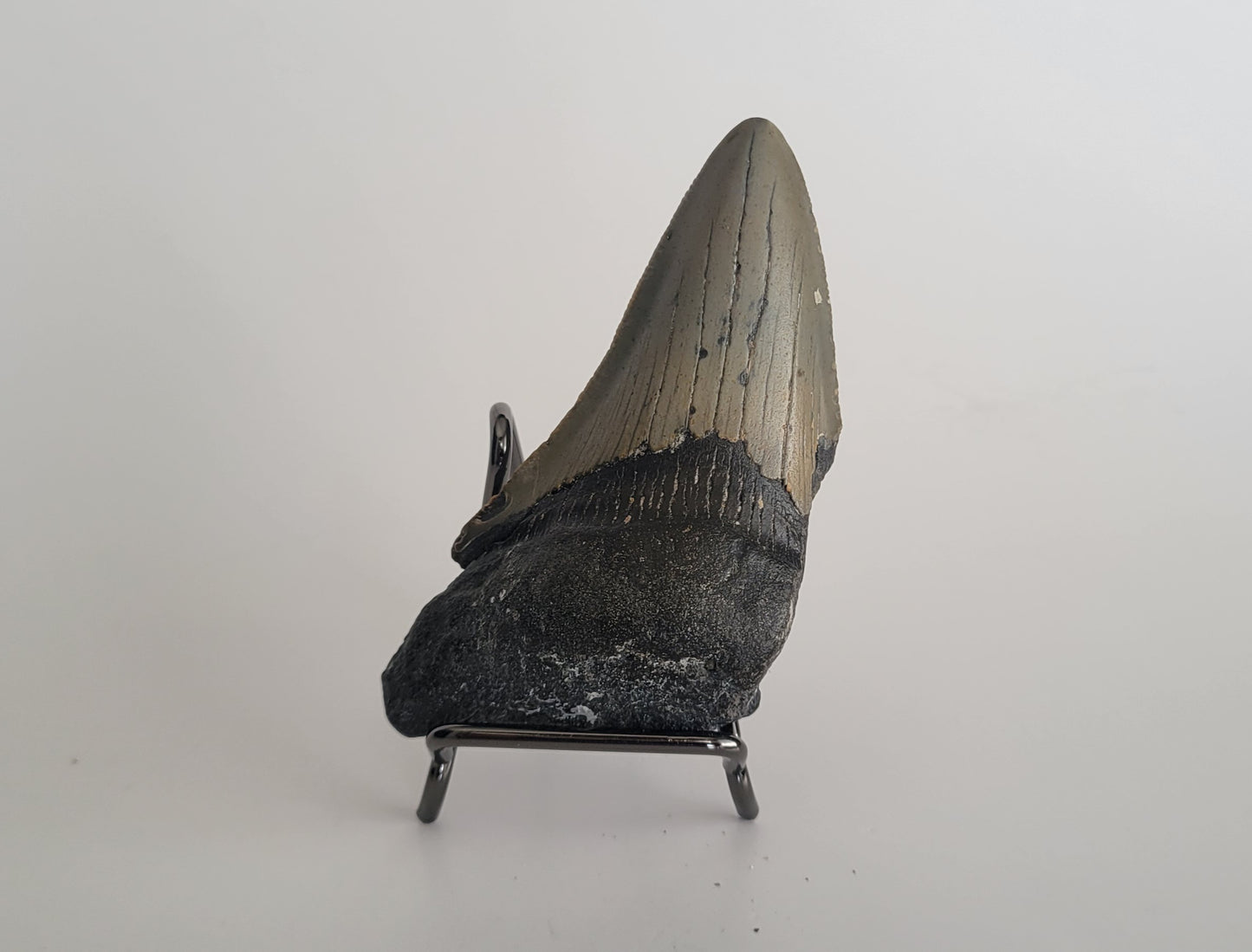3.65" Megalodon Tooth