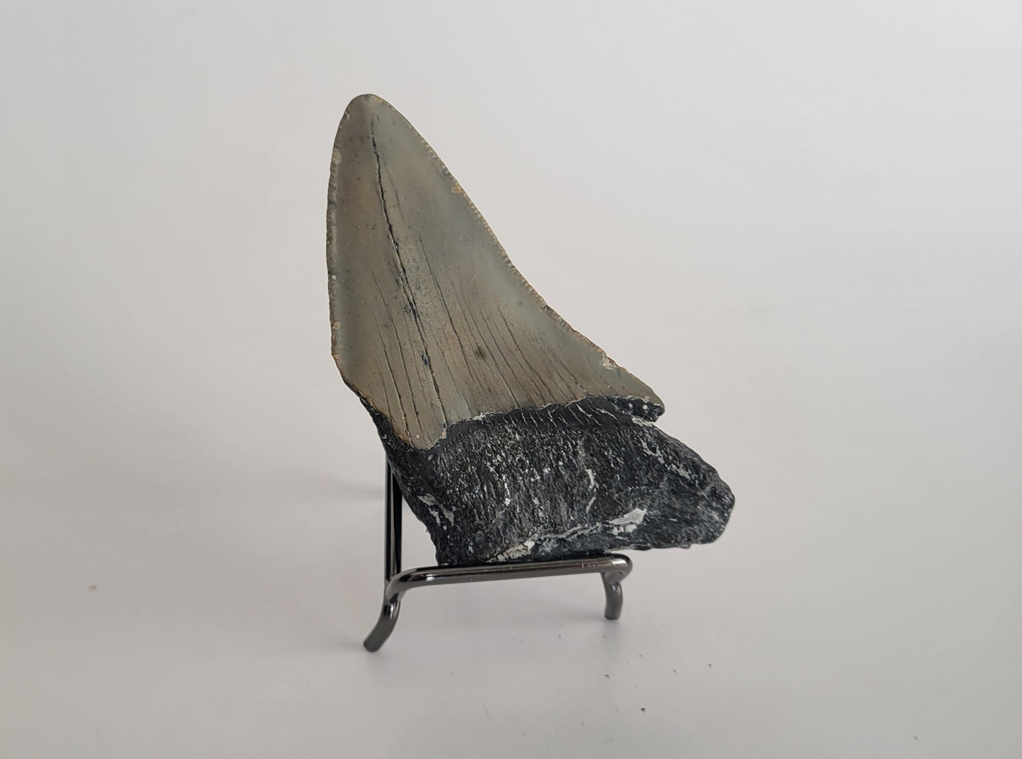 3.65" Megalodon Tooth