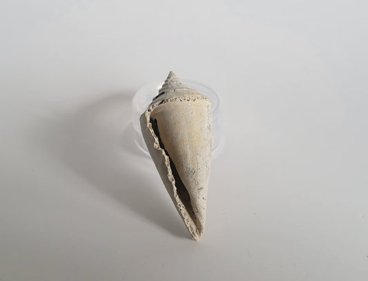 Fossil Cone Snail Shell (Contraconus Adversarius)