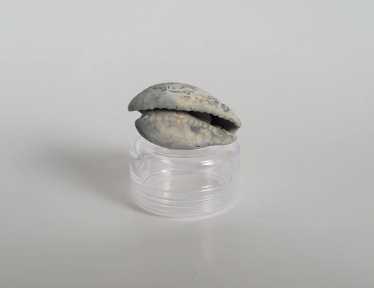 1.45" Calusacypraea globulina