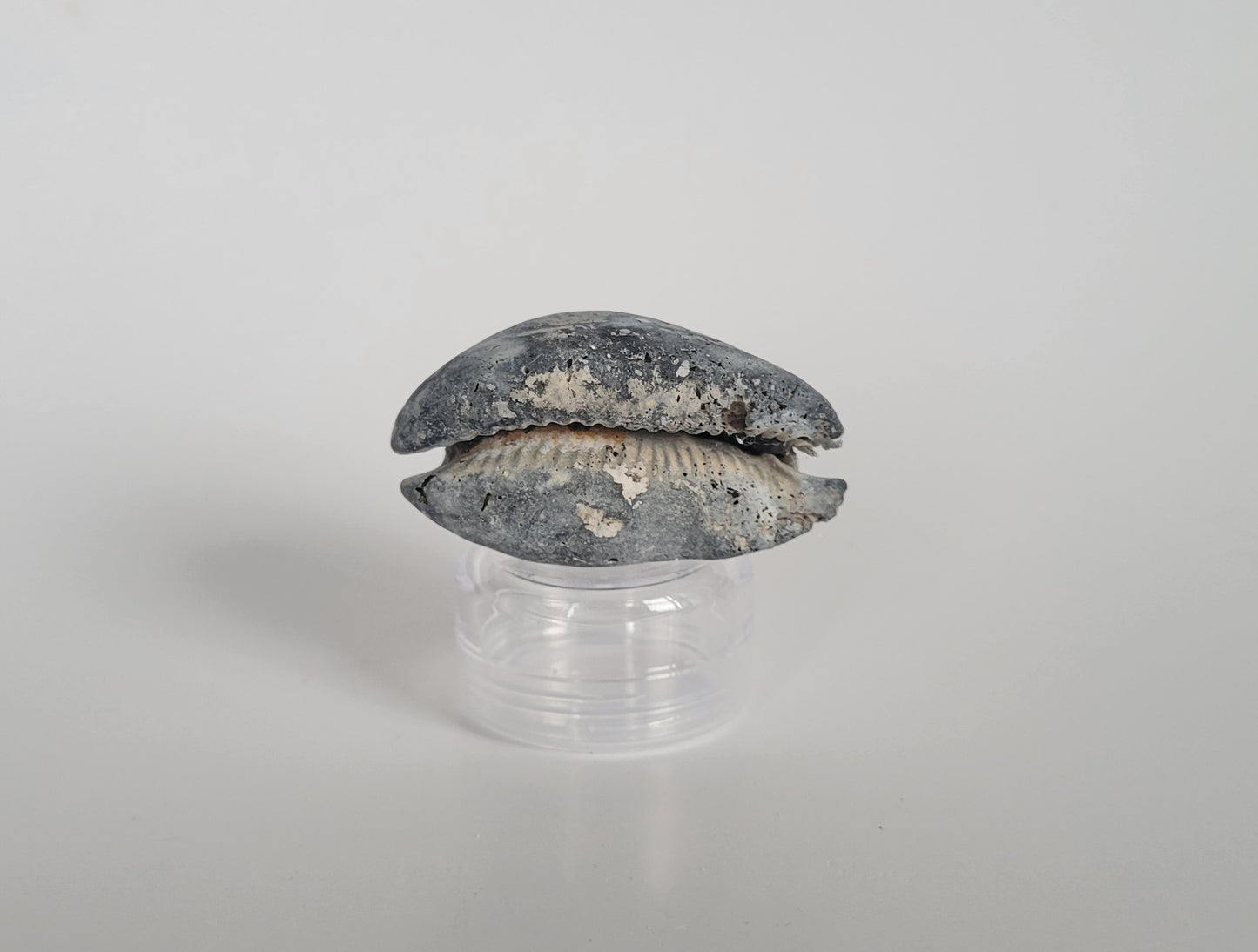 2.23" Siphocypraea