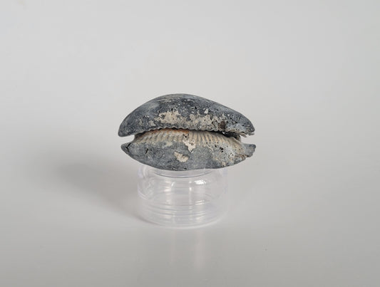2.23" Siphocypraea