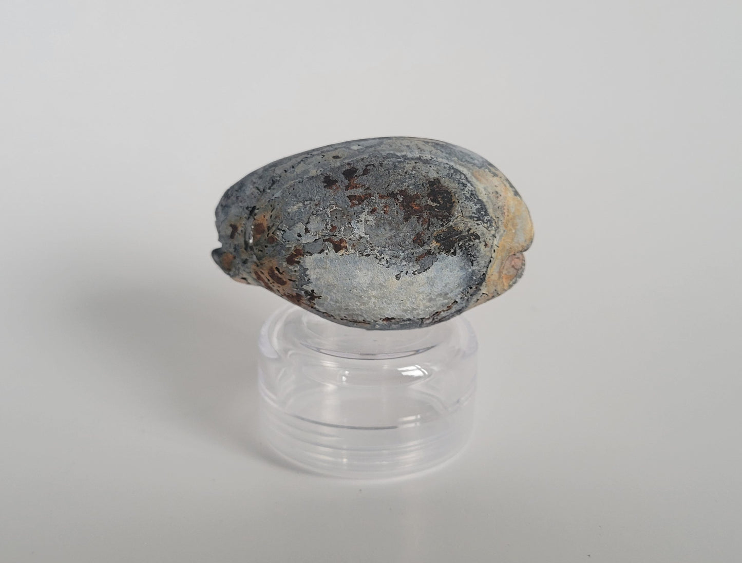 2.23" Siphocypraea