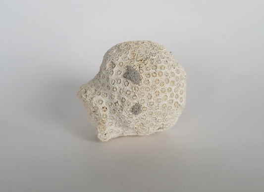 2.75" Fossil Coral (Solenastrea Hyades)