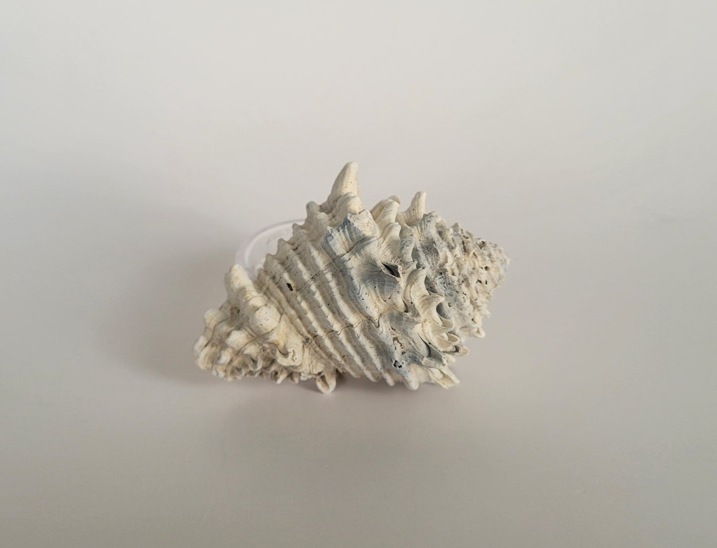 2.92" Hystrivasum Locklini
