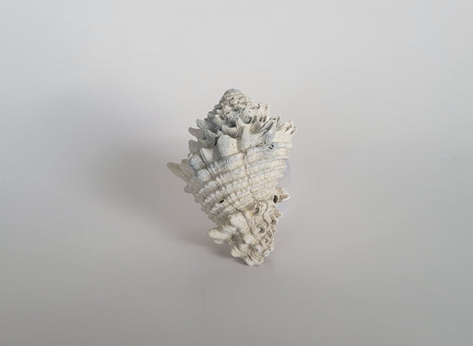 2.92" Hystrivasum Locklini