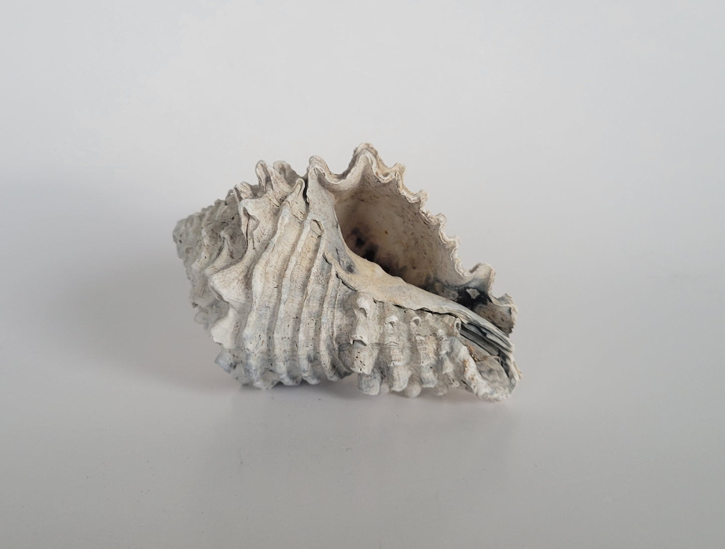 3.55" Hystrivasum Locklini