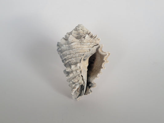 3.55" Hystrivasum Locklini